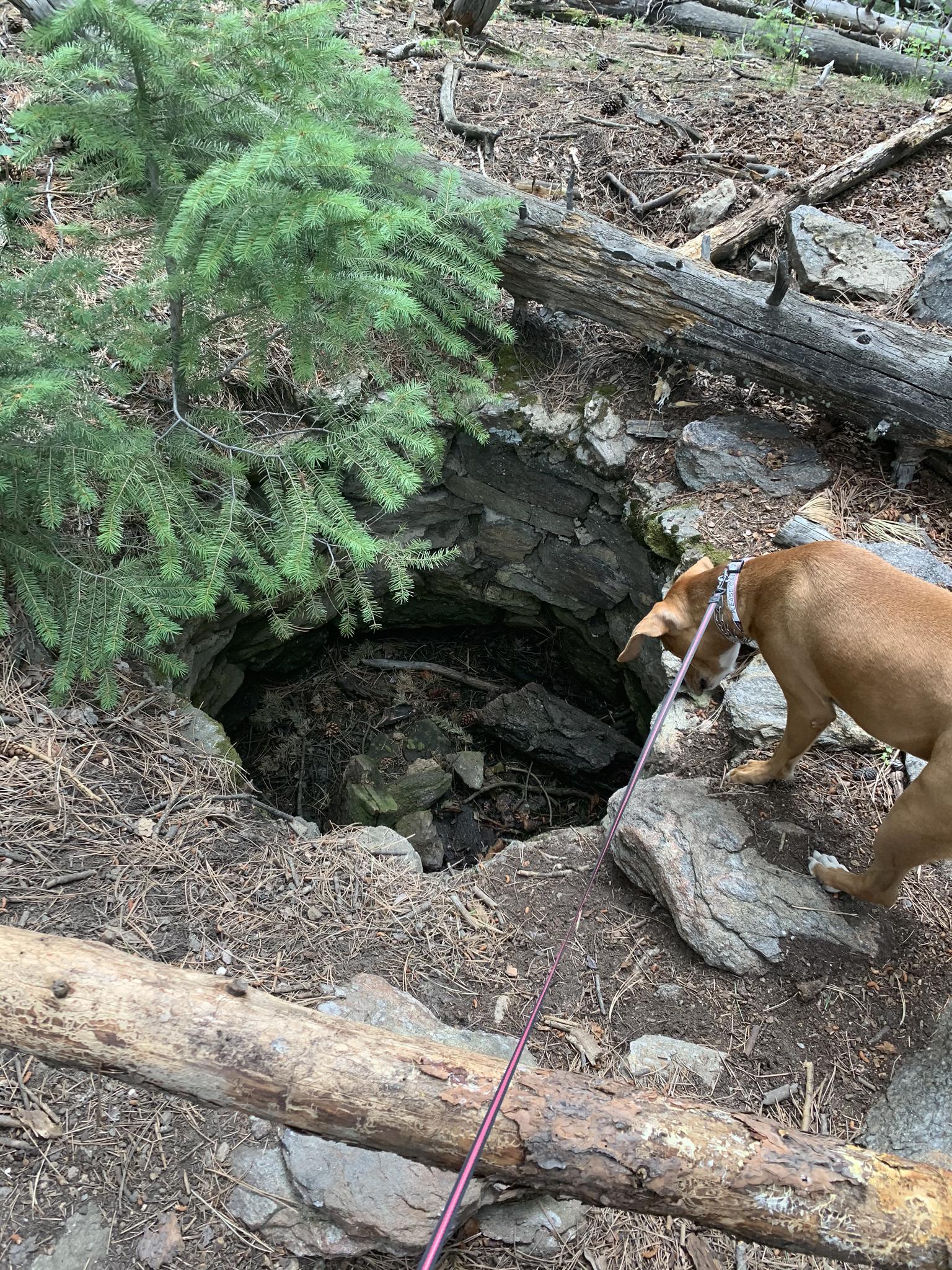 A dog on a leash looks into a deep, dark hole in the forest.