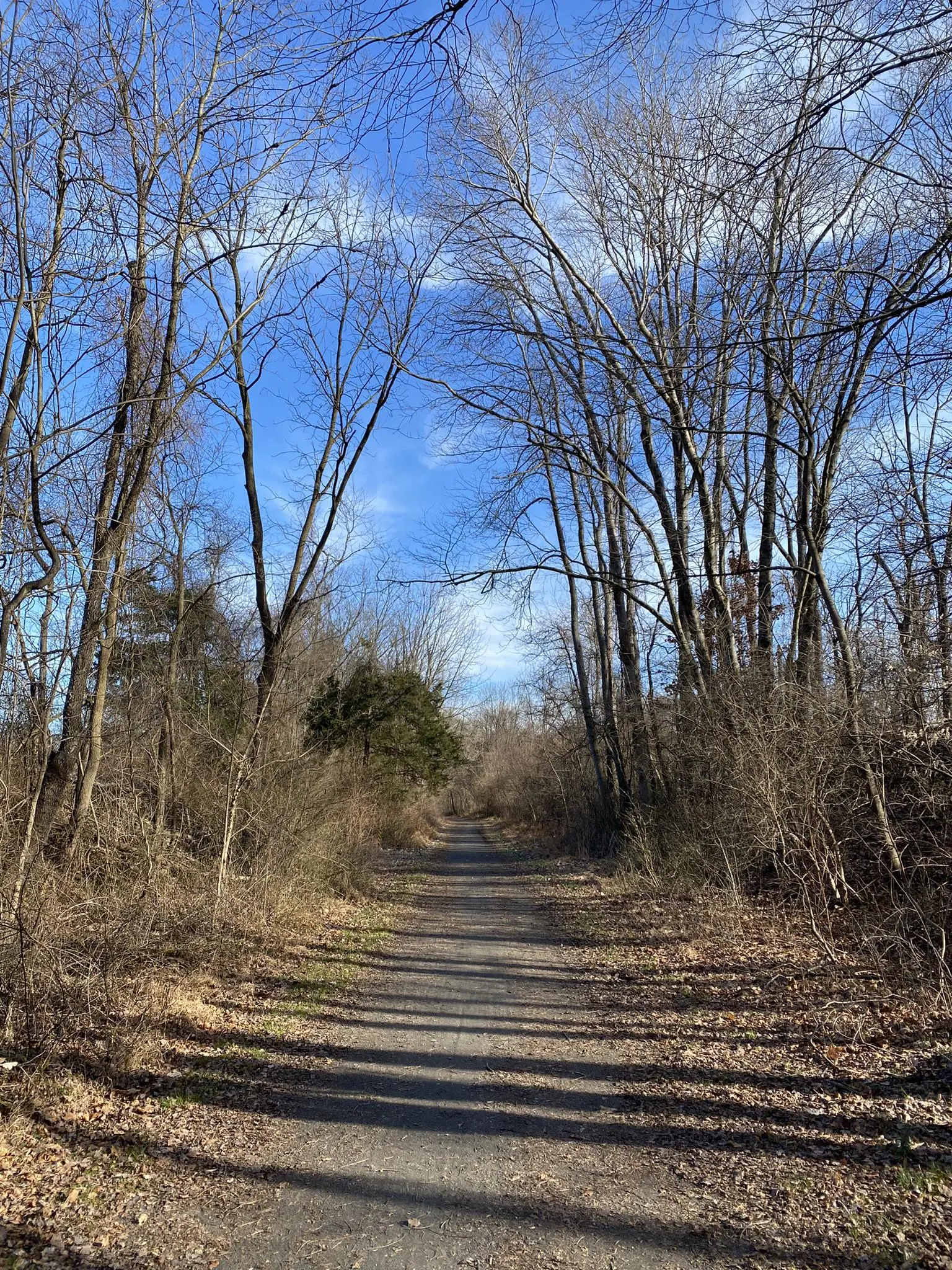 Dirt path through a winter forest with bare trees and bright blue sky.