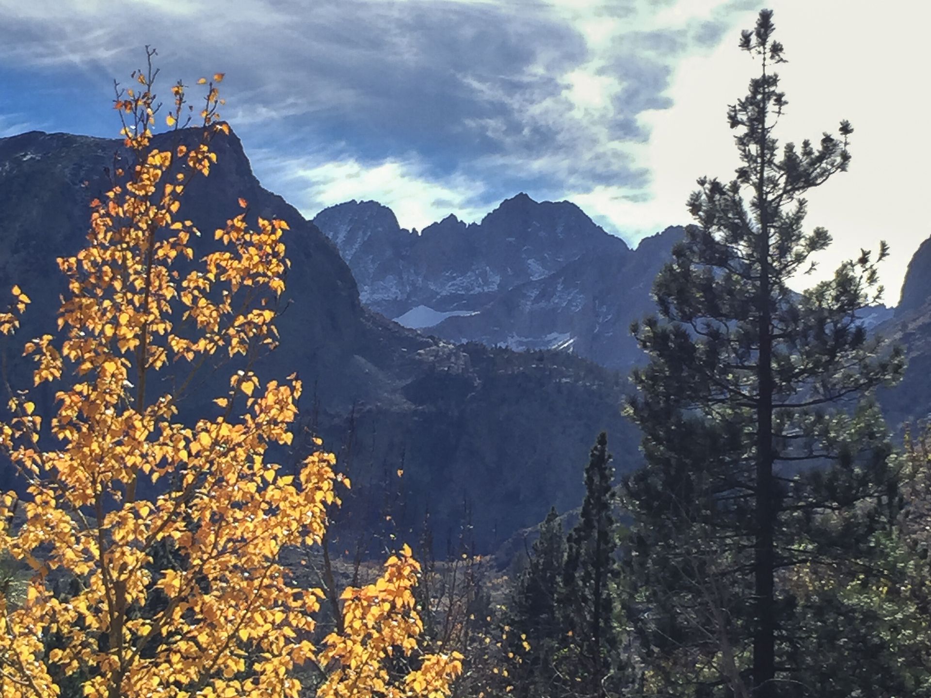 Vibrant yellow tree and pine in foreground with dark mountains under cloudy sky. - Glacier Lodge Road