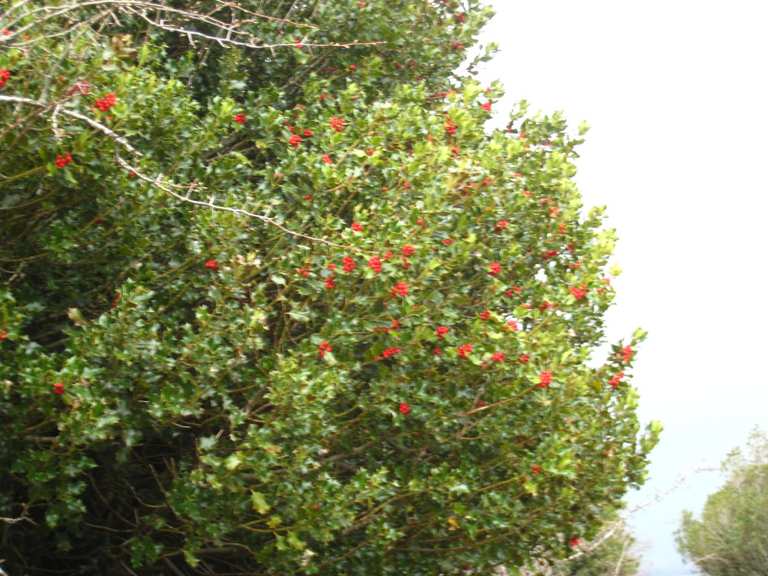 Reserva Natural del Acebal de Garagüeta