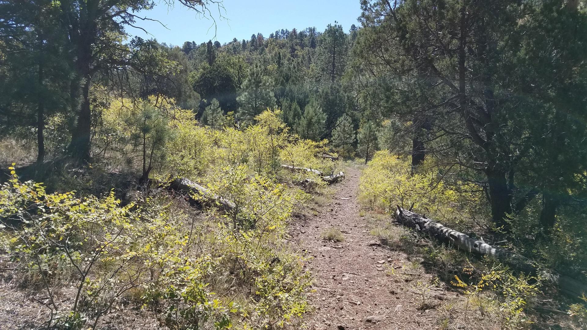 A narrow dirt path winding through a sunlit forest with green bushes.
