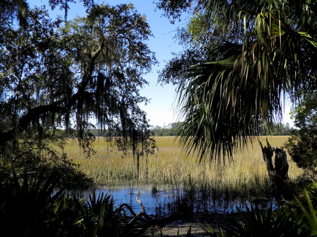 Marshland view through trees with Spanish moss, showing water and tall grasses.