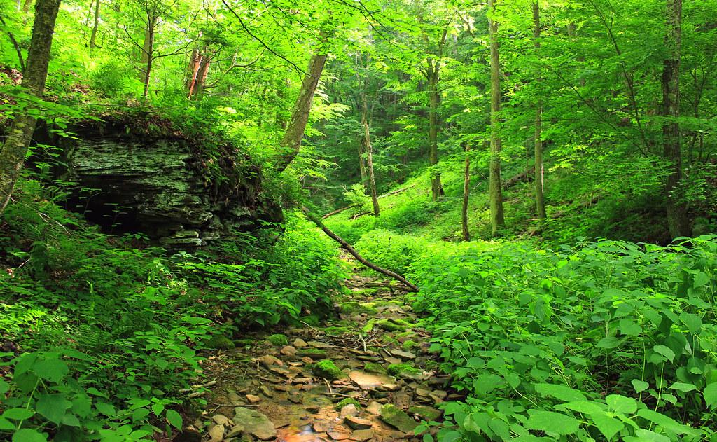 Lush green forest path with rocks and a fallen log under bright daylight.