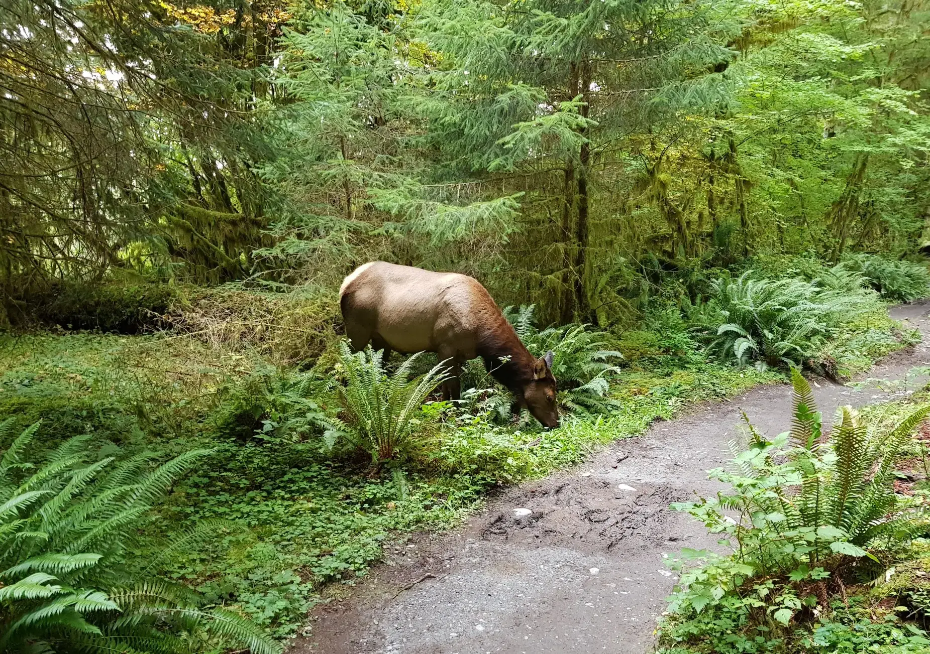 Elk grazing on ferns beside a dirt path in a green forest.