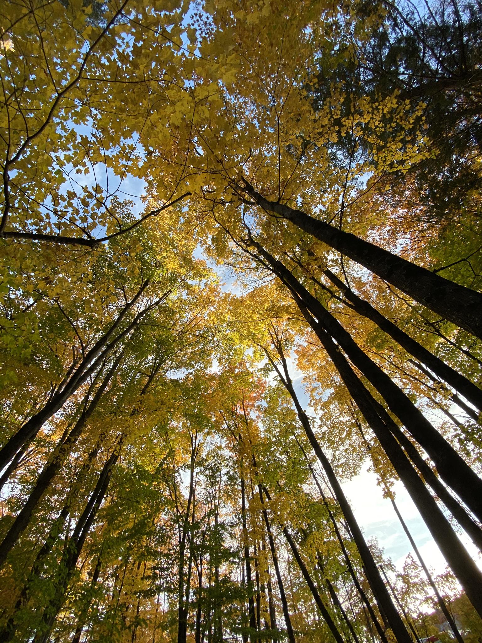 Looking up at tall trees with bright yellow and green autumn leaves.