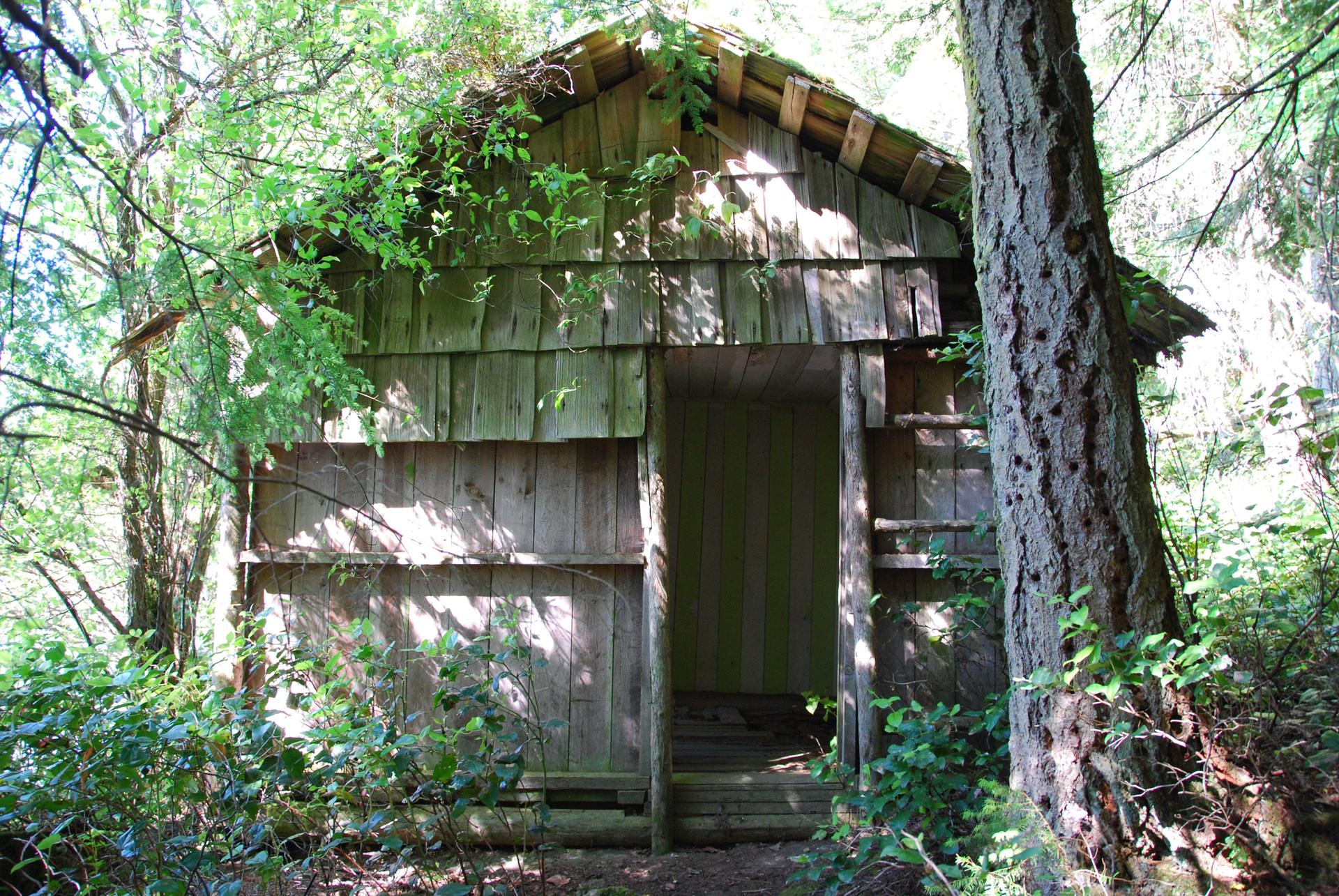 An old wooden shack nestled in a dense, sun-dappled forest.