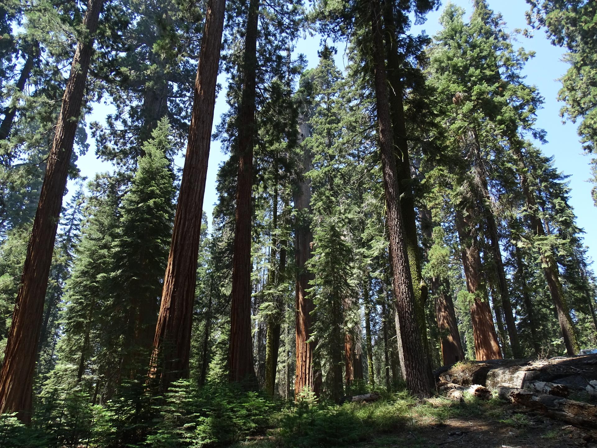 Tall evergreen trees with reddish trunks in a sunlit forest, dappled light on ground.