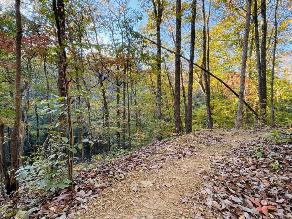 Sunny dirt trail winding through a vibrant autumn forest on a slope.