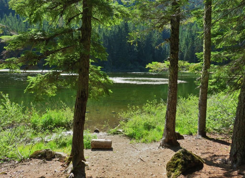Pine trees frame a serene green lake surrounded by lush forest on a bright day.