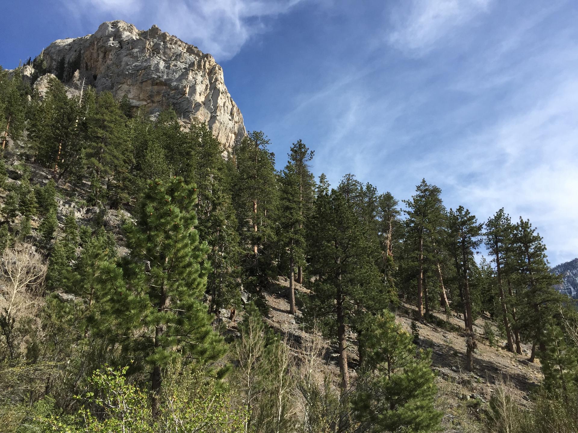 Pine trees cover a steep mountain slope under a partly cloudy sky.