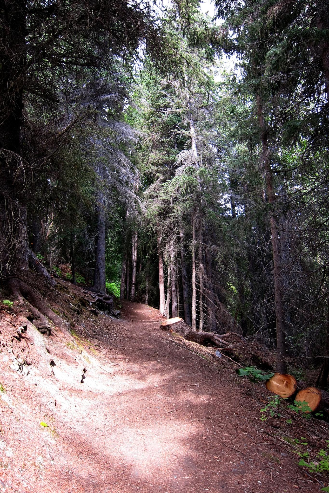 A shaded dirt path winds through a dense evergreen forest.