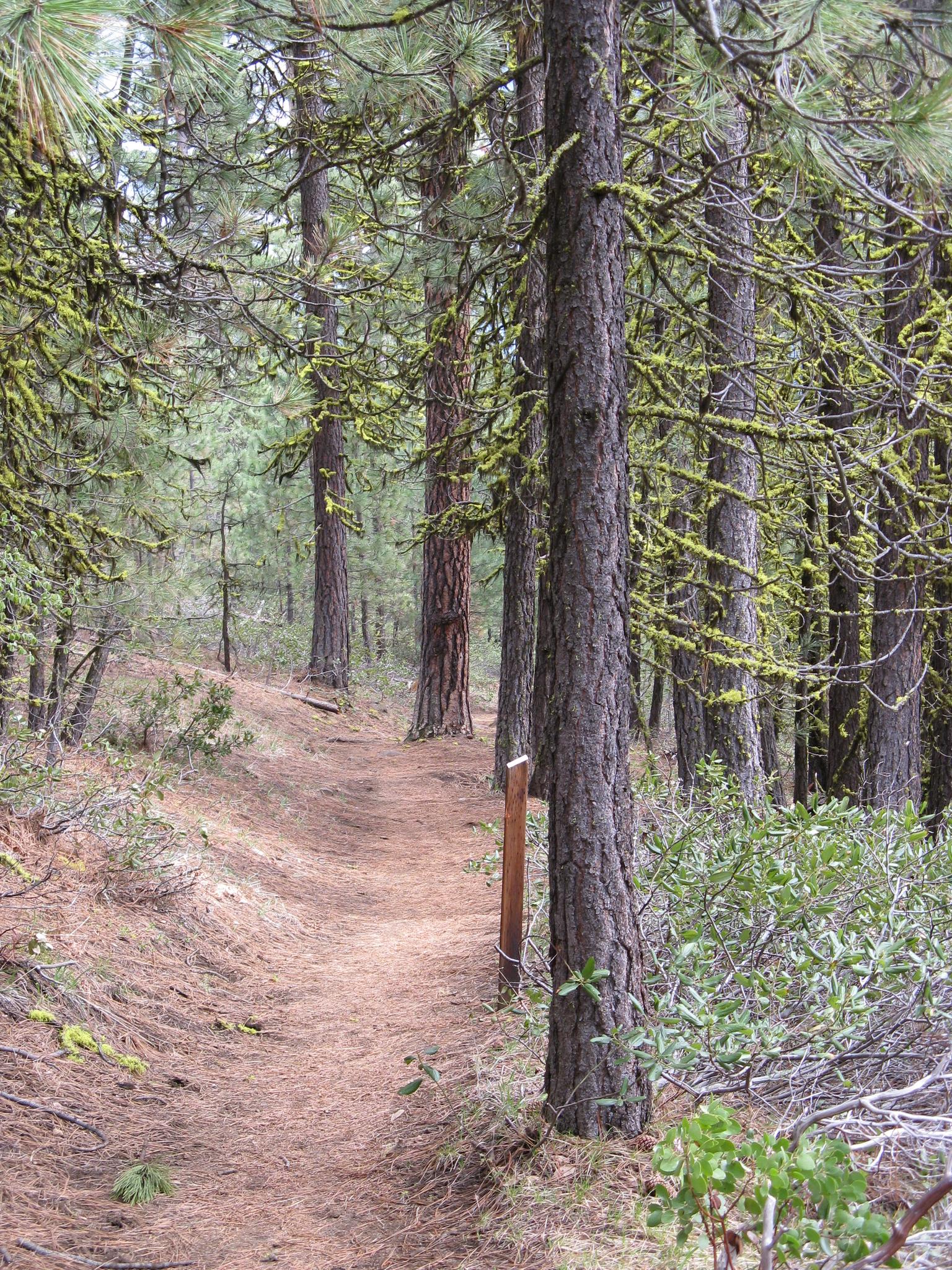 A narrow dirt path winds through a dense, mossy pine forest.