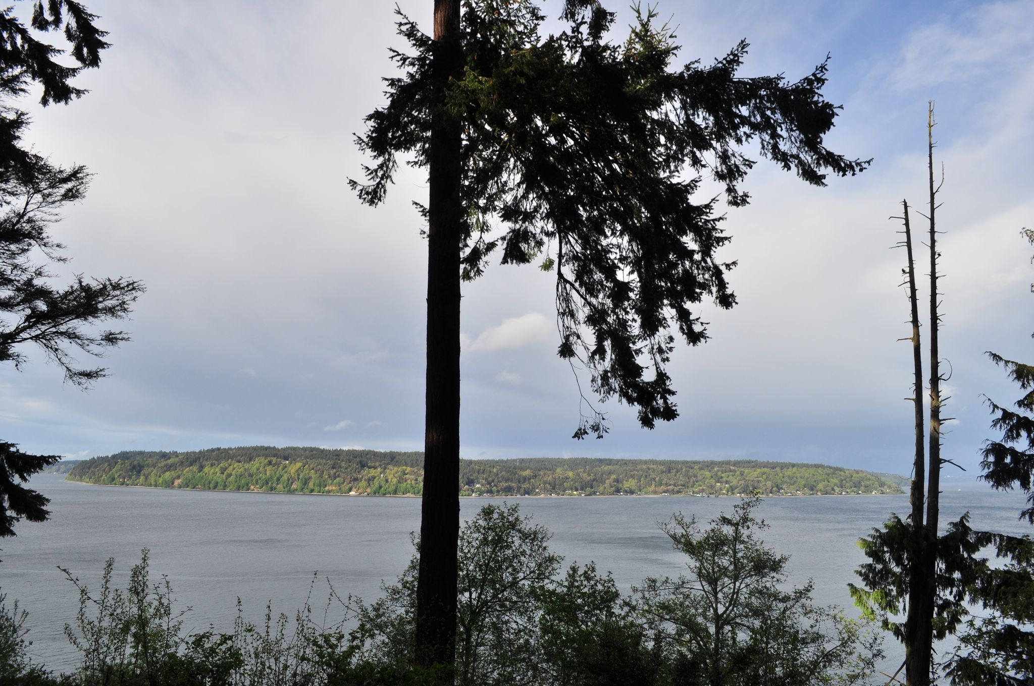 Large evergreen tree frames a body of water and distant forested island. - Point Defiance and Ruston Way Loop