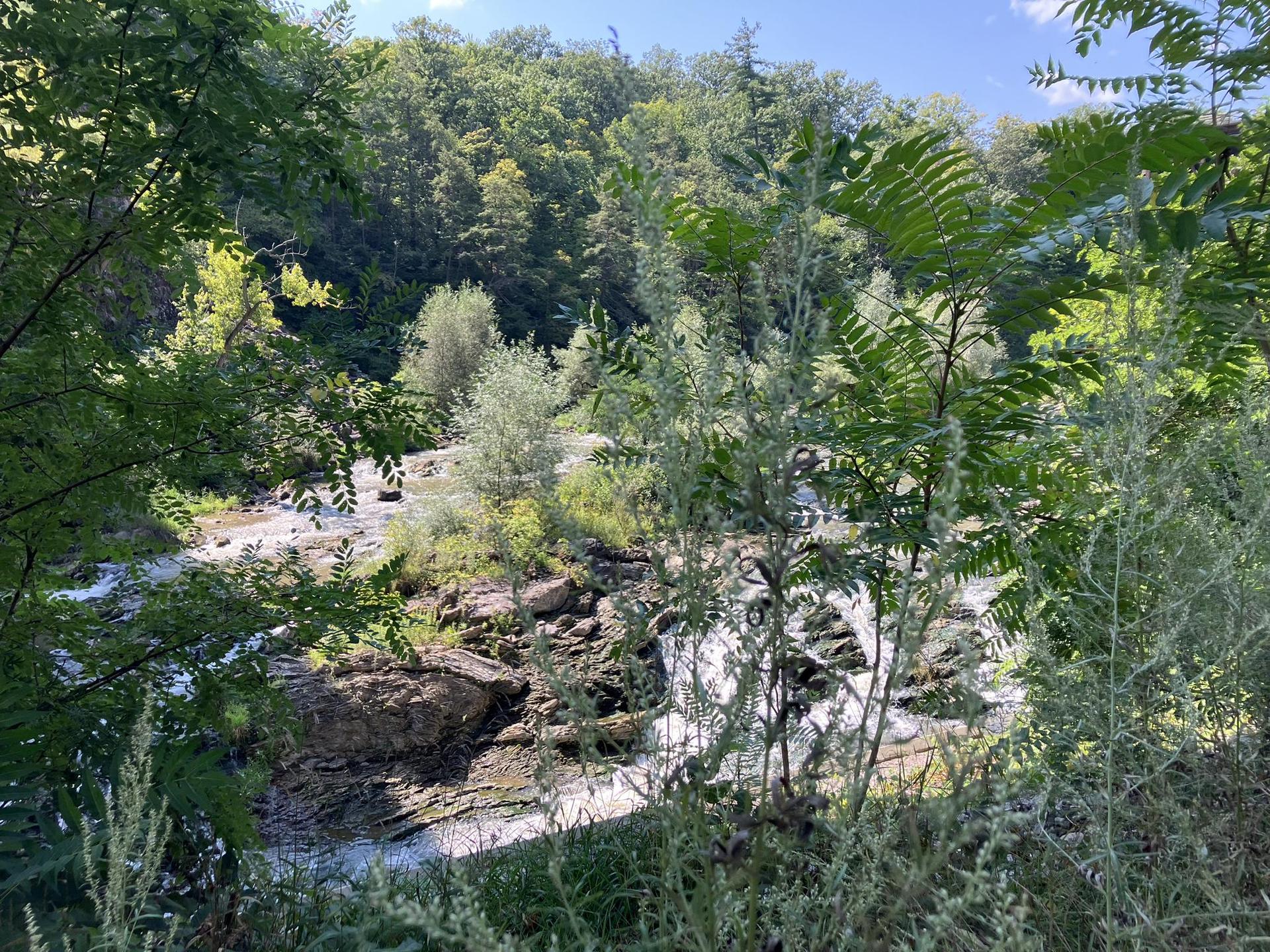 A sunny view of a rocky river with small waterfalls, surrounded by dense green foliage.