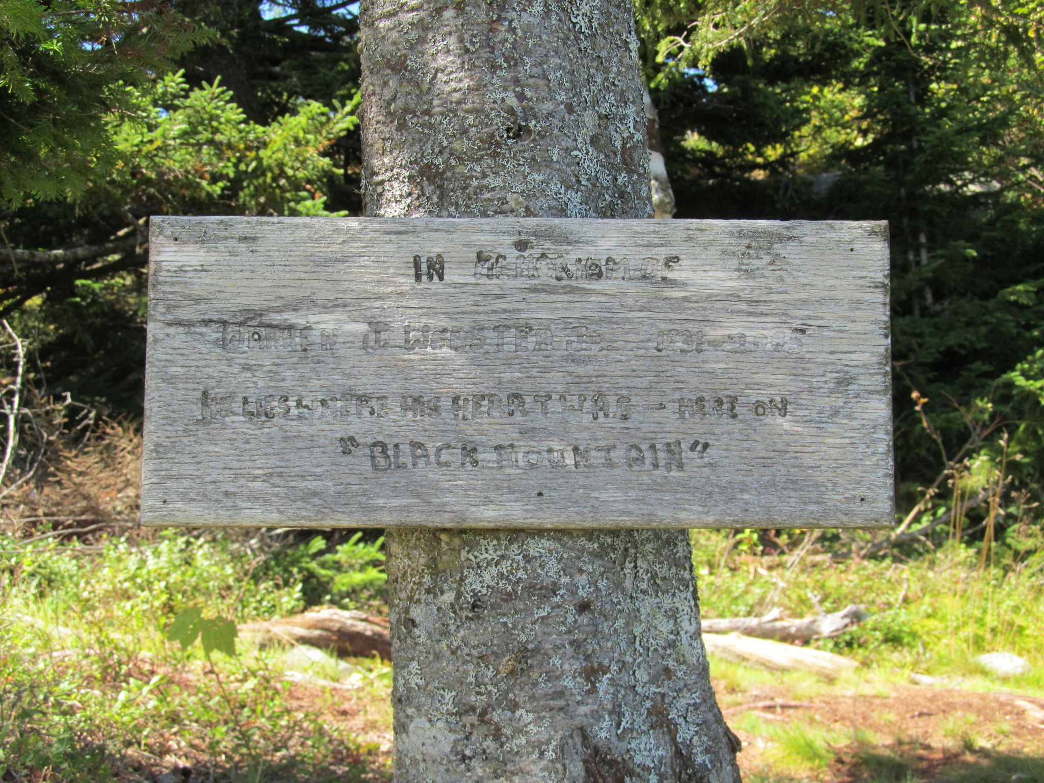 Weathered wooden sign attached to a tree in a sunny forest. - Black Mountain Loop