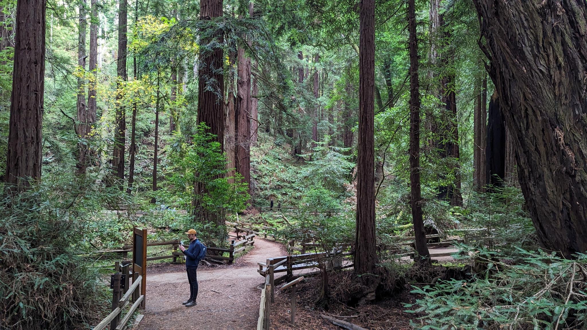 A person stands on a dirt path surrounded by towering trees and green foliage.