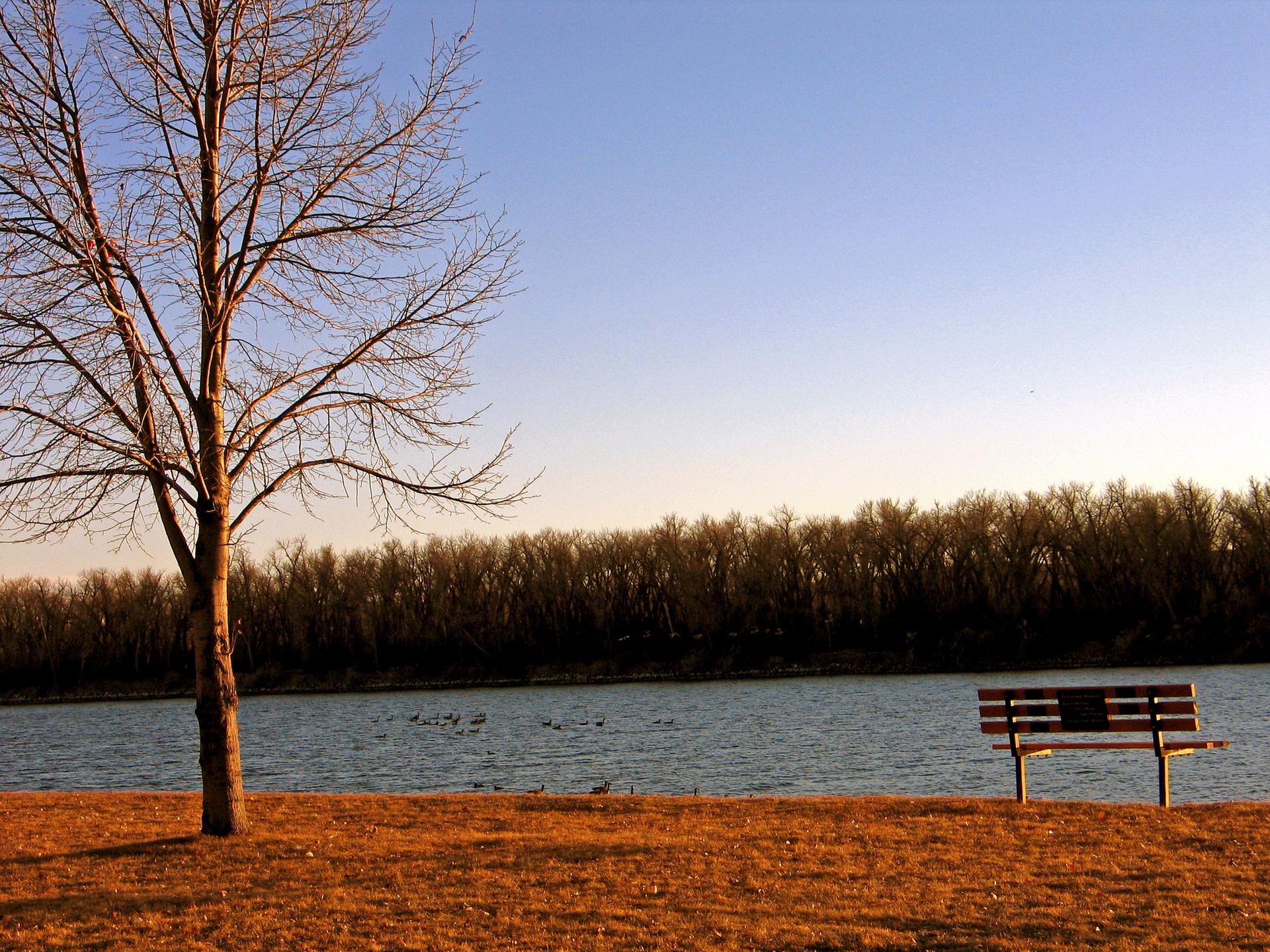Bare tree and empty bench by a river, with distant trees under golden light.