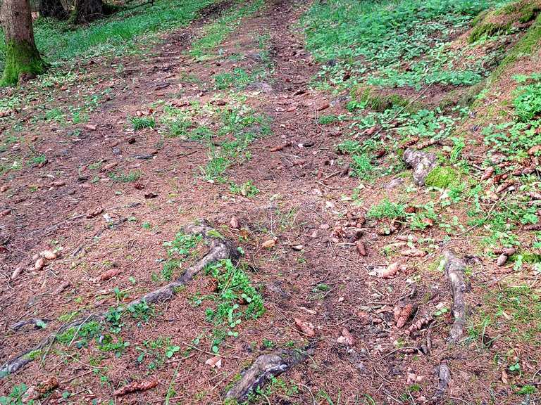 Schauerberg Trail MountainbikeTouren komoot