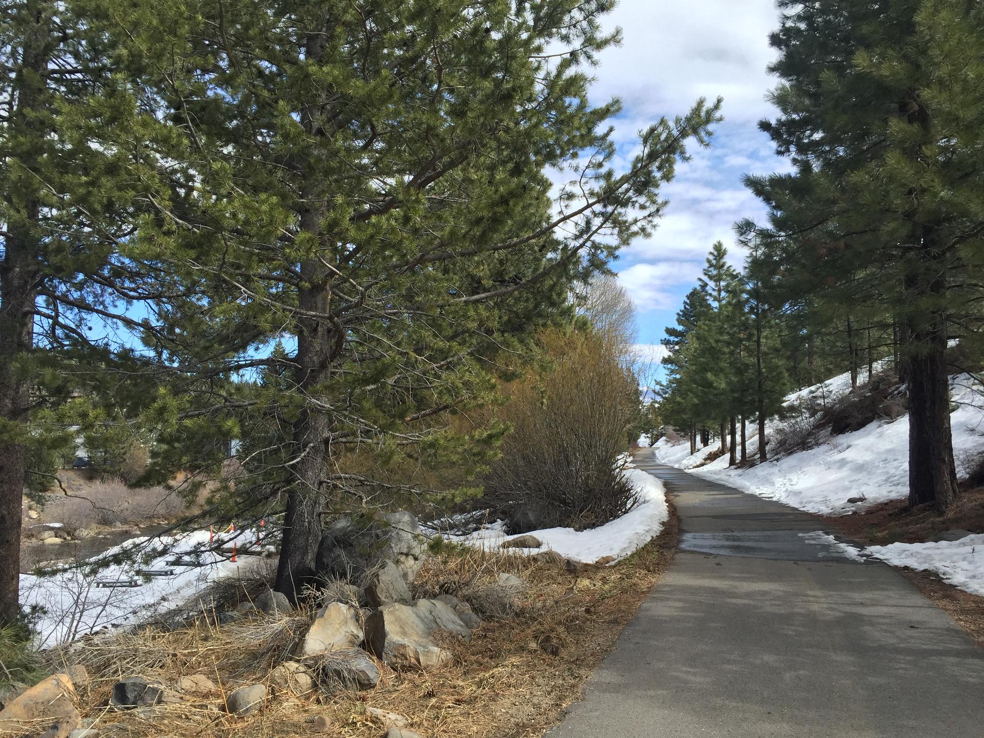 Paved path winding through a snowy forest with tall pine trees.