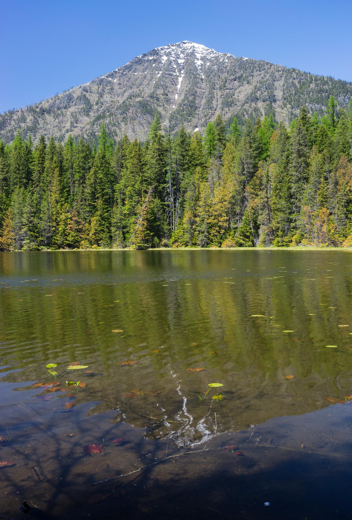 A calm lake reflecting a snow-capped mountain and a dense green forest.