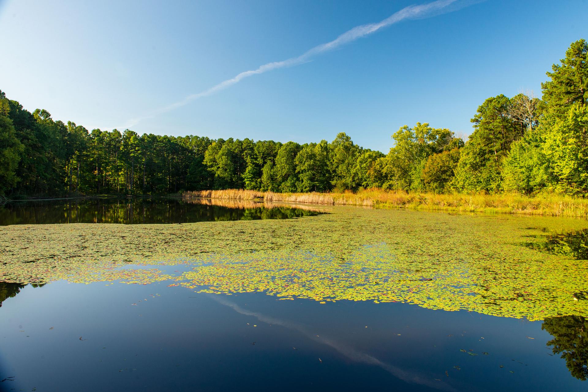 Sunny lake covered in green lily pads, surrounded by dense forest.