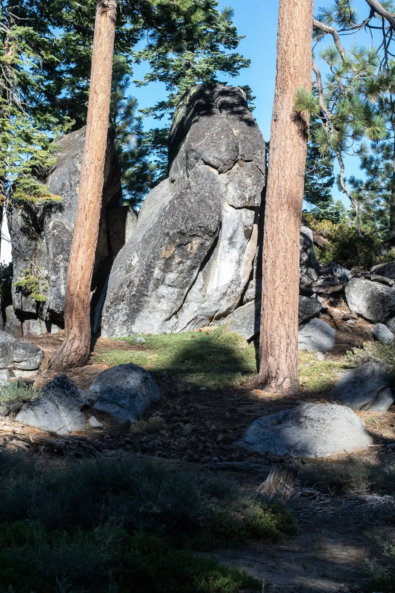 Large gray boulders stand between two tall tree trunks in a sunny forest.