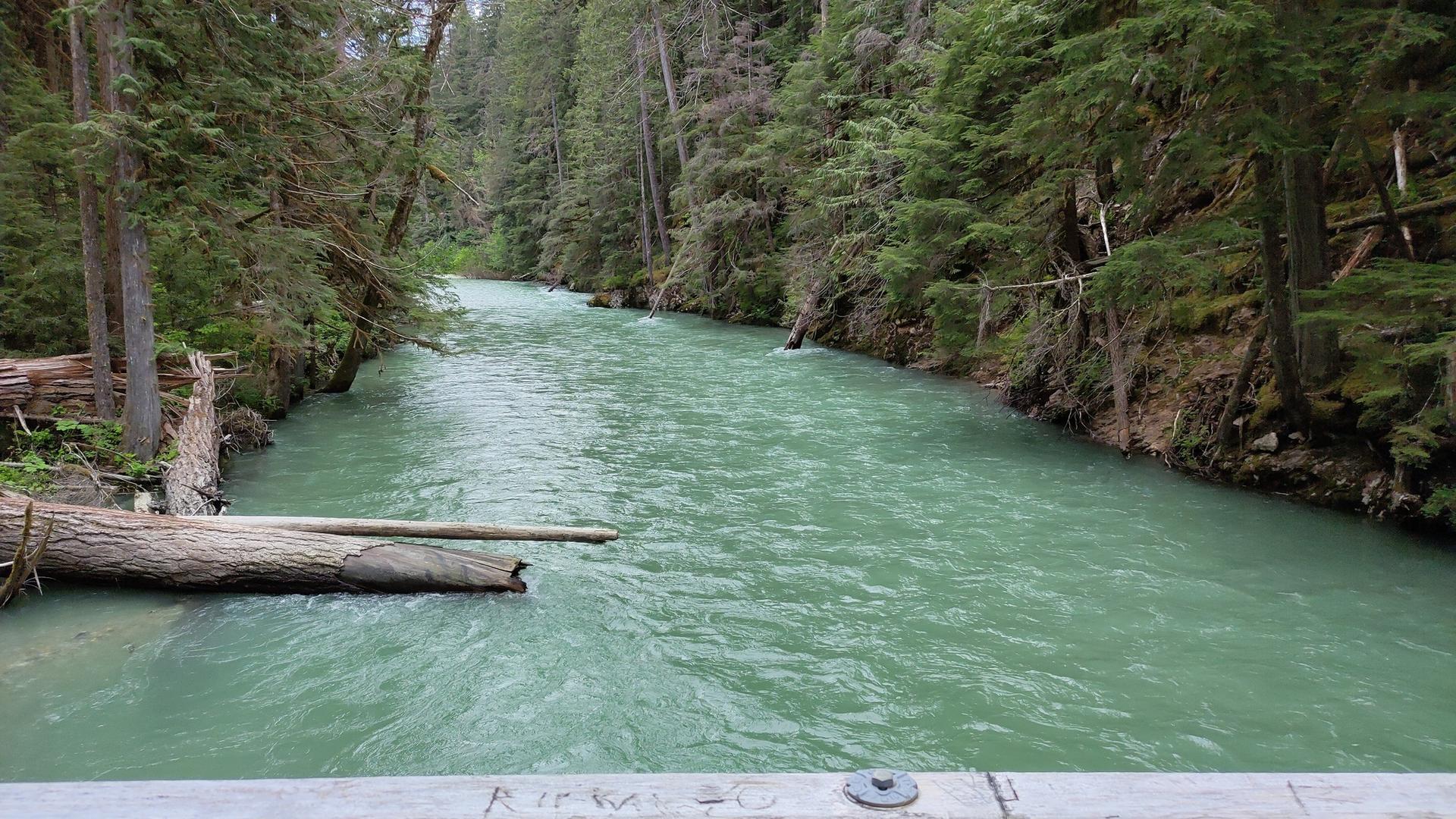 Turquoise river with a fallen log, surrounded by dense green forest.