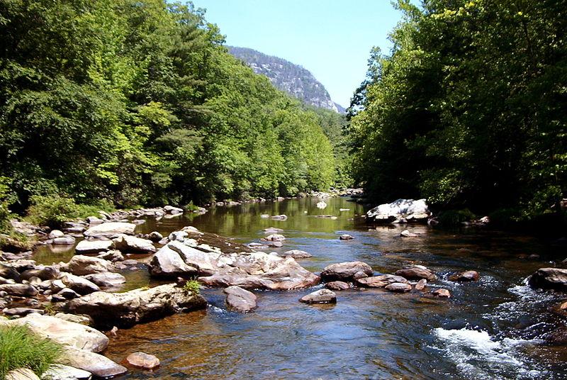 Bright daylight illuminates a rocky river winding through a vibrant green forest.