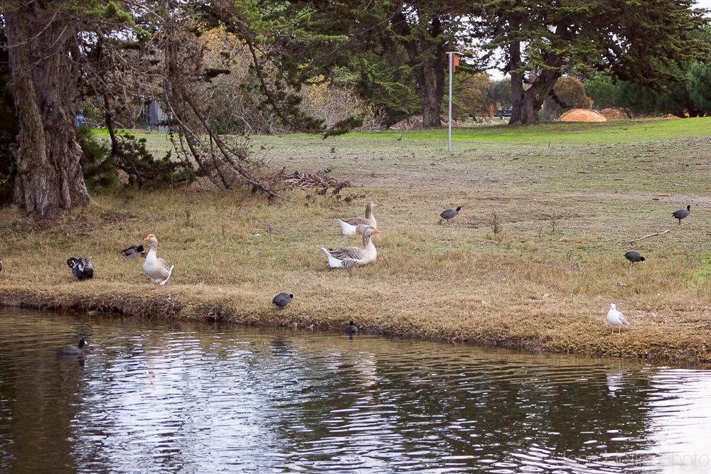 Various birds, including geese and ducks, on a grassy bank beside a pond.