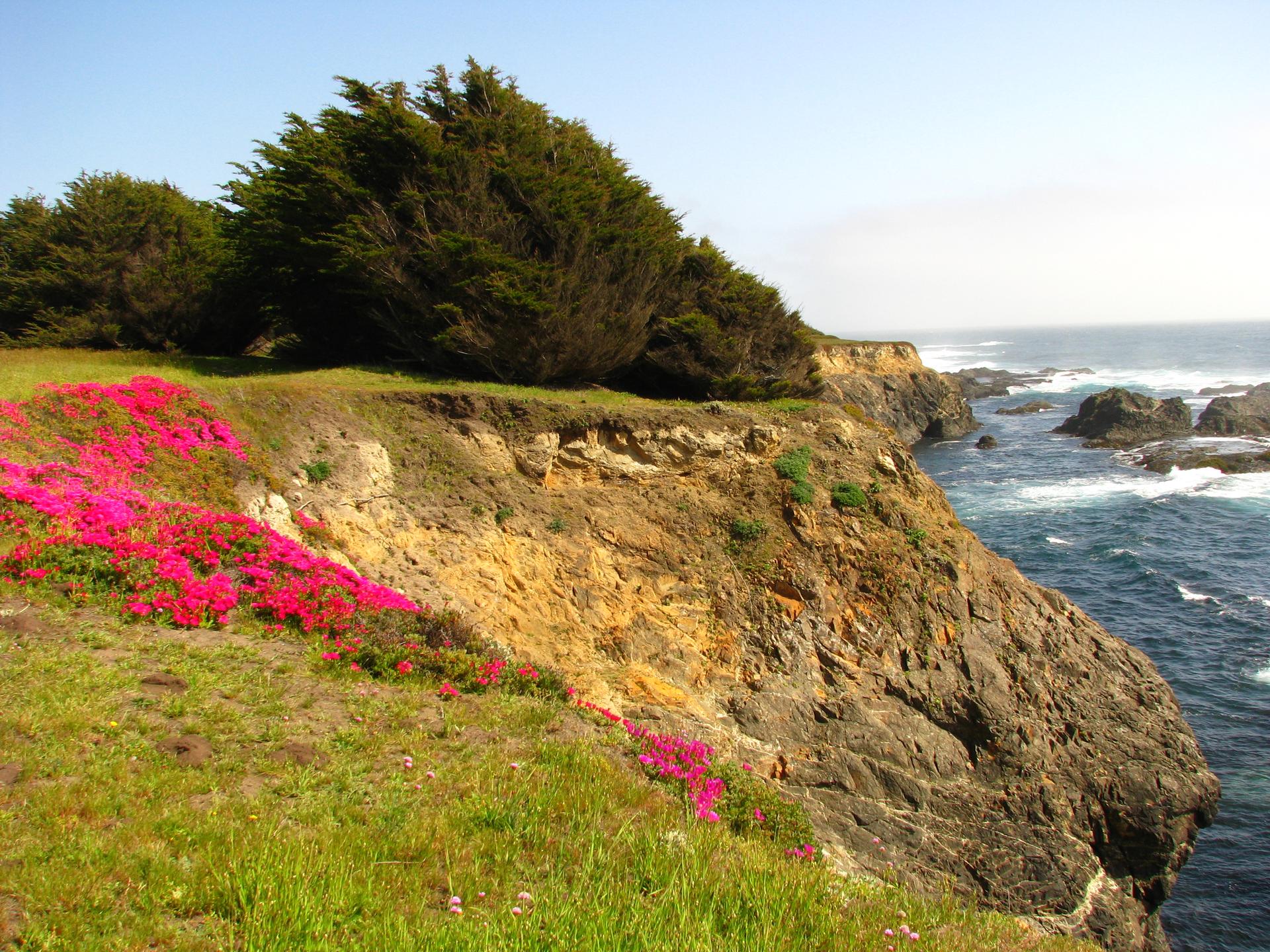 Sunny coastal cliff with vibrant pink flowers, green grass, and ocean views.