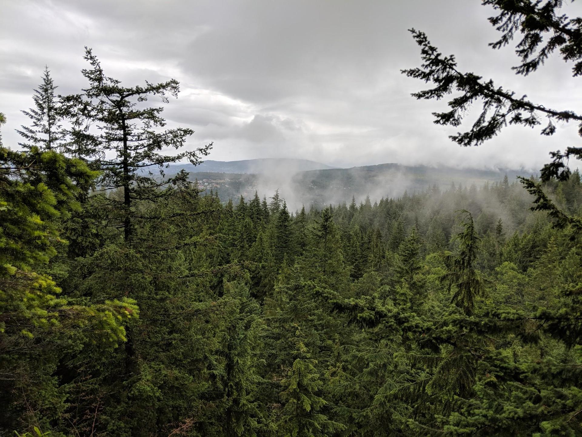 A dense evergreen forest with misty mountains under a cloudy sky.