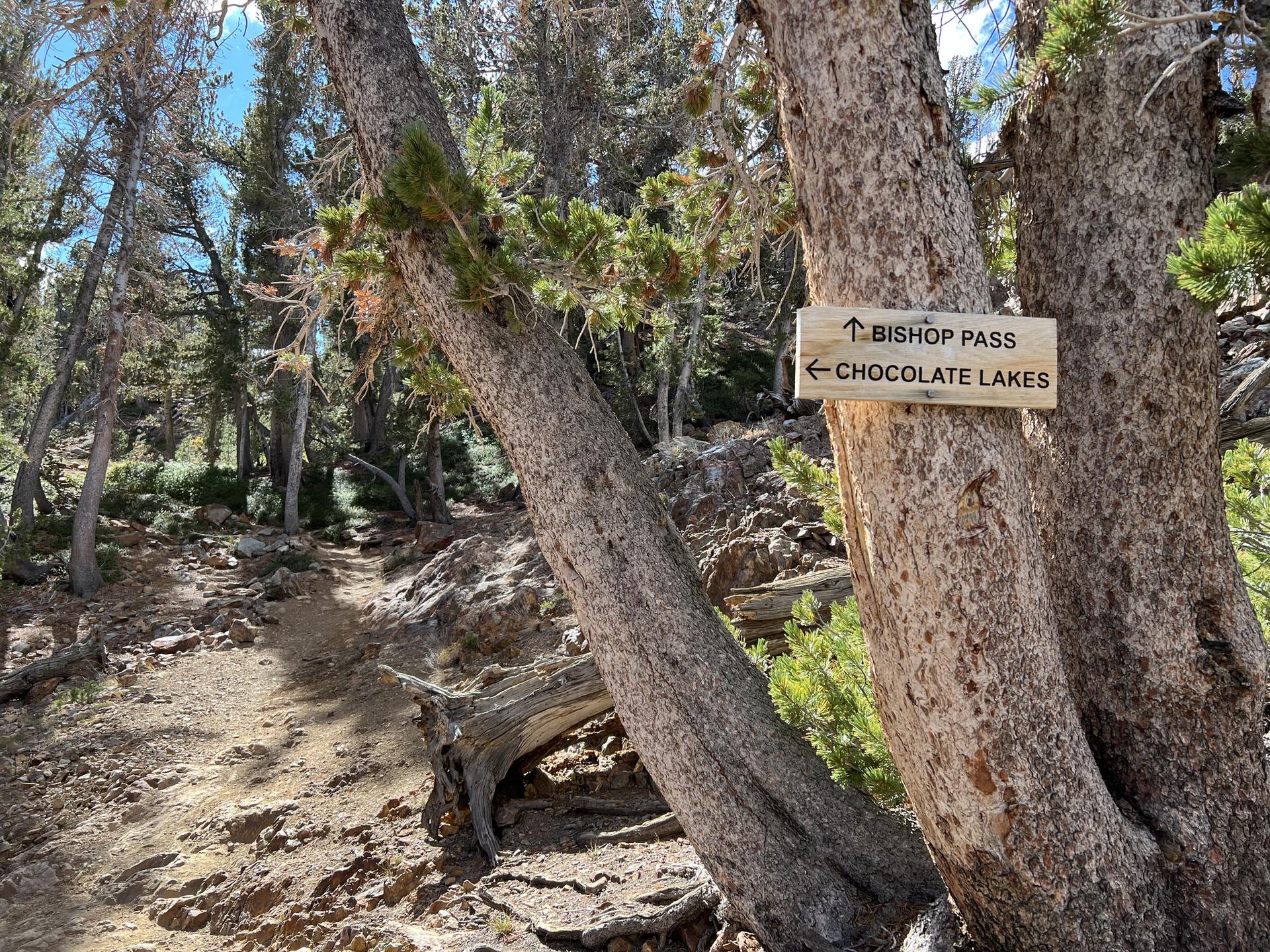 Wooden trail sign on a tree in a sunlit forest with a dirt path.