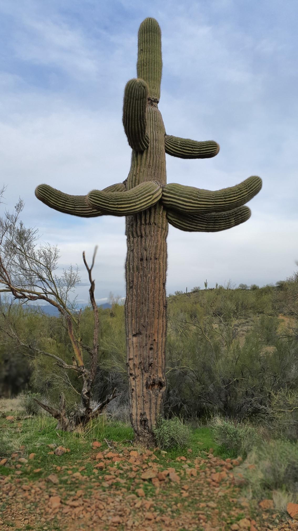 A large saguaro cactus stands tall in a desert landscape.