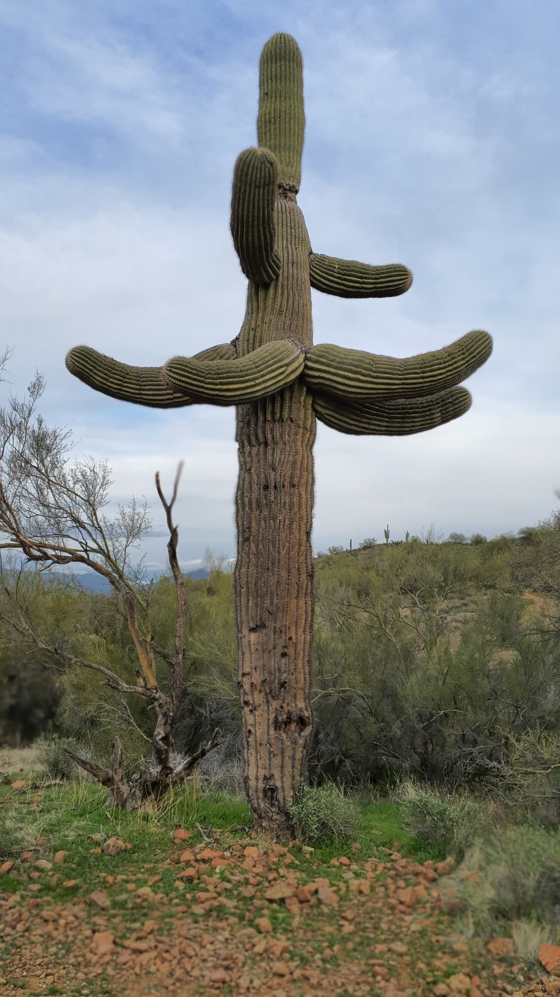 A large saguaro cactus stands tall in a desert landscape. - Apache Wash Loop