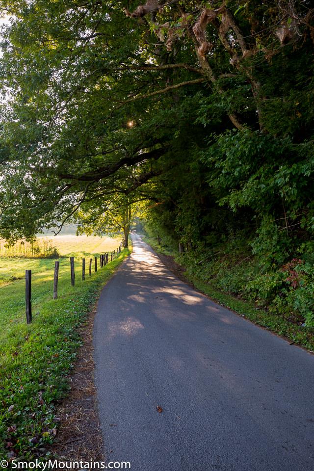 Sun-dappled paved road winding through a tunnel of green trees and a wooden fence.