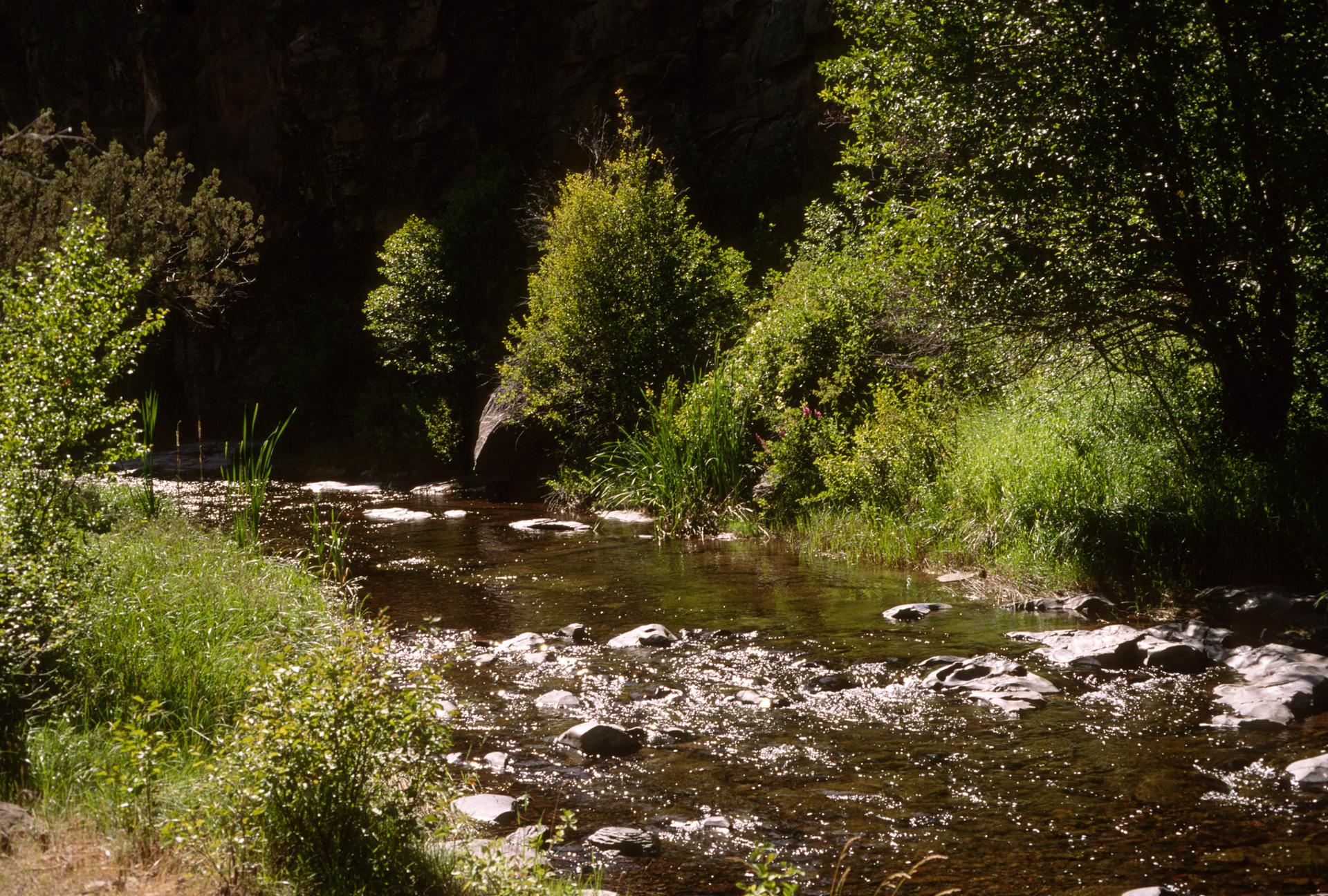 A rocky river flows through a shaded, lush green forest landscape.