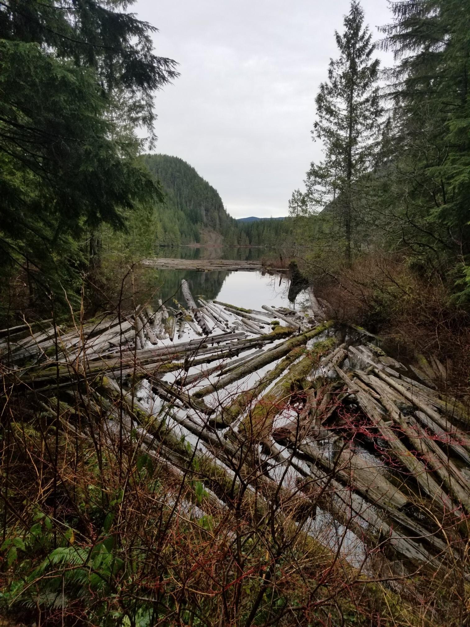 Overcast view of a lake with forested hills and many fallen logs.