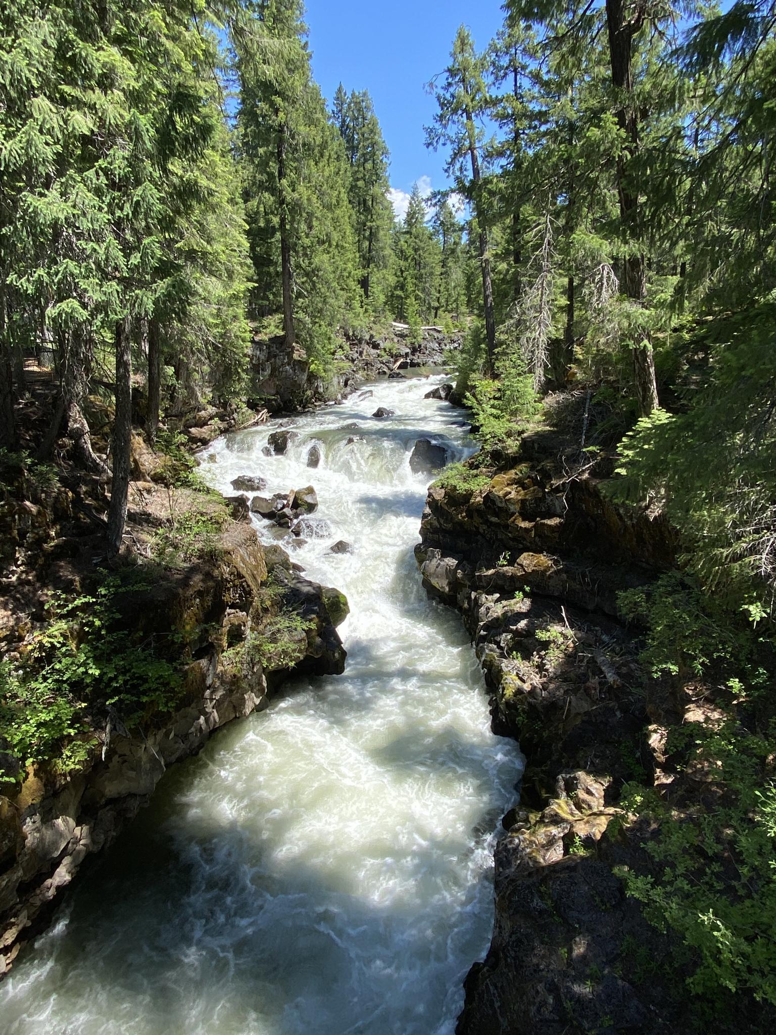 Foaming river flows through a forested gorge under bright sunlight.
