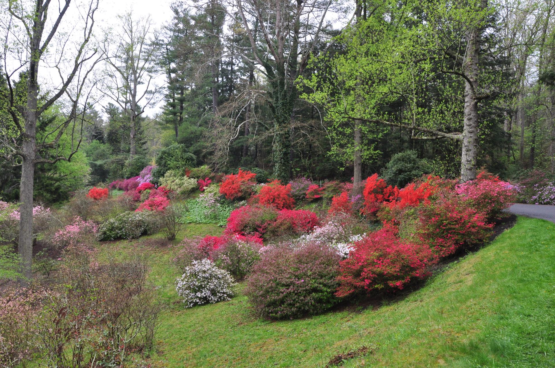 Vibrant red, pink, and white azaleas blooming on a hillside under soft light.