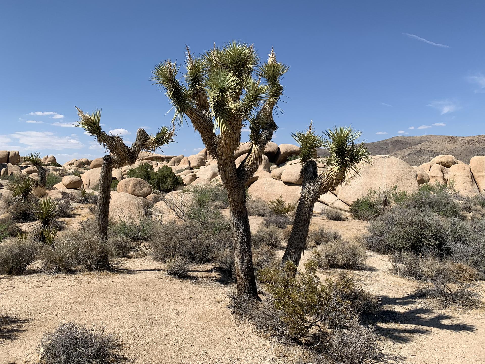 A tall, branched desert tree stands amidst rocks and sparse desert plants.