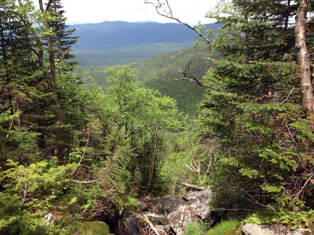 Dense green forest looking down into a valley with distant mountains.