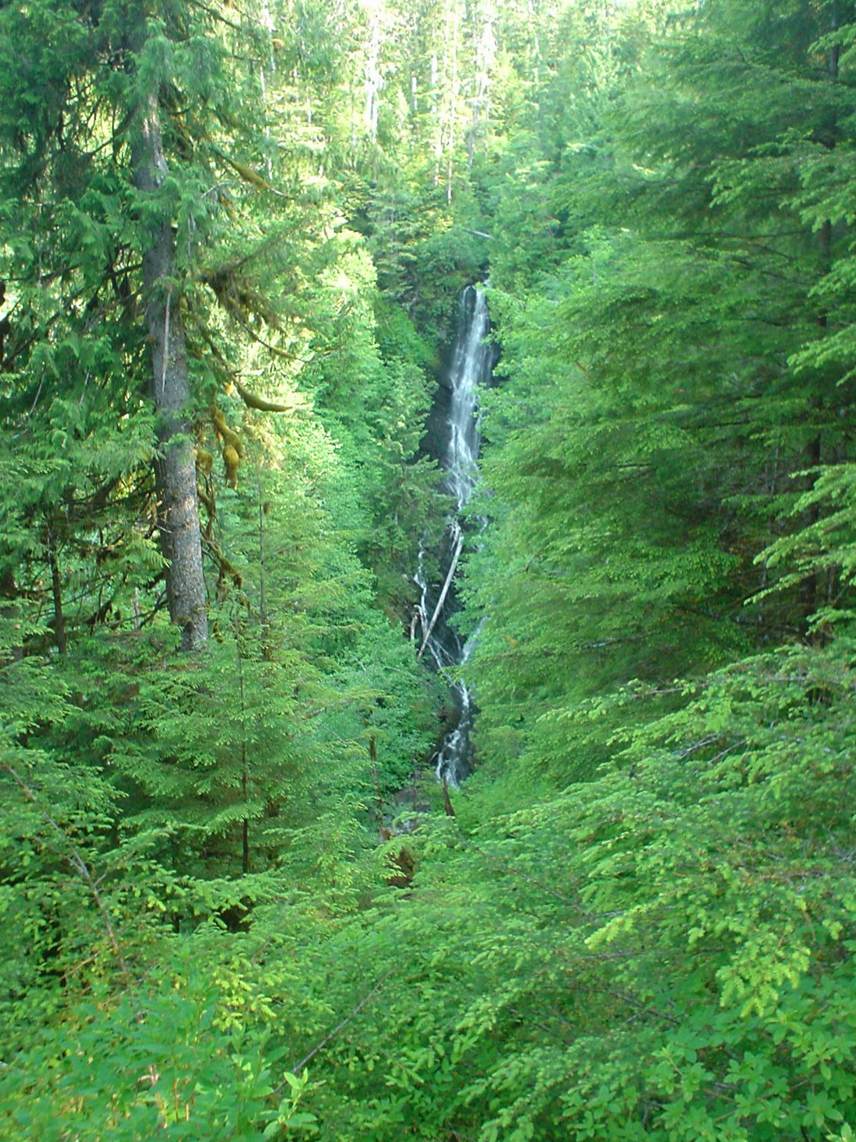 Tall waterfall cascading through a dense, vibrant green forest in daylight. - Rainbow Falls Trail