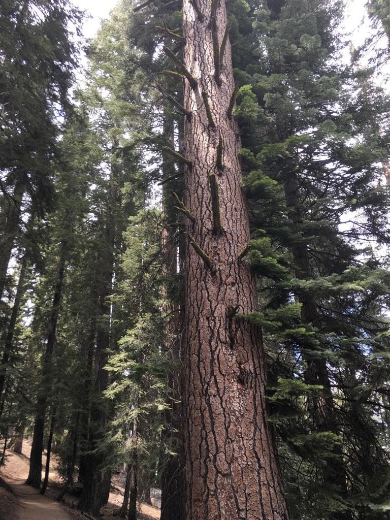 Close-up of a tall, thick tree trunk in a dense, green forest.