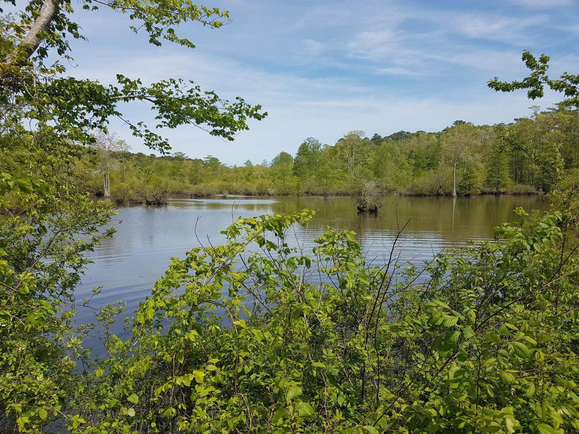 A calm lake surrounded by lush green trees under a bright blue sky.