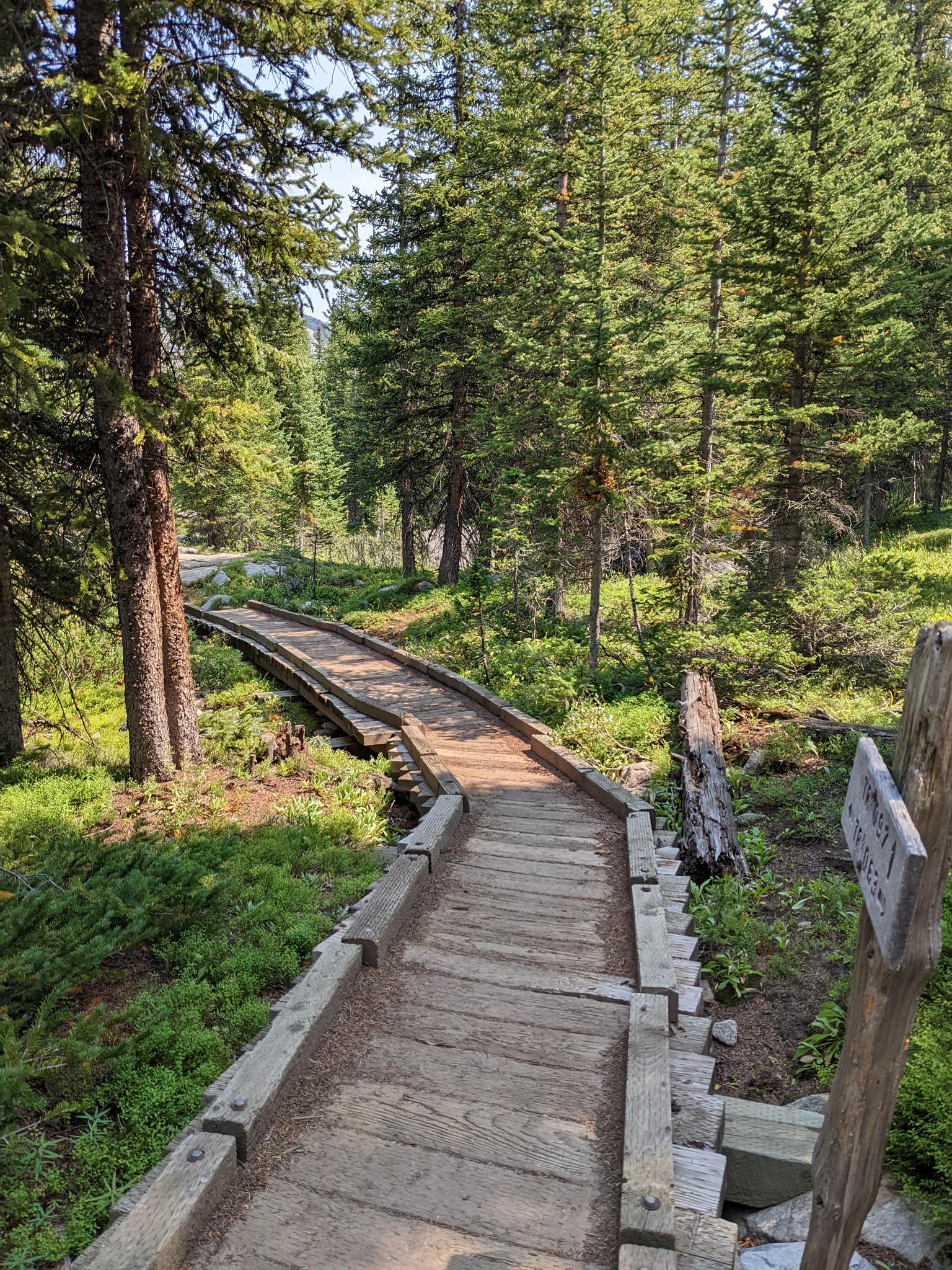 Wooden boardwalk winding through a dense pine forest on a sunny day.