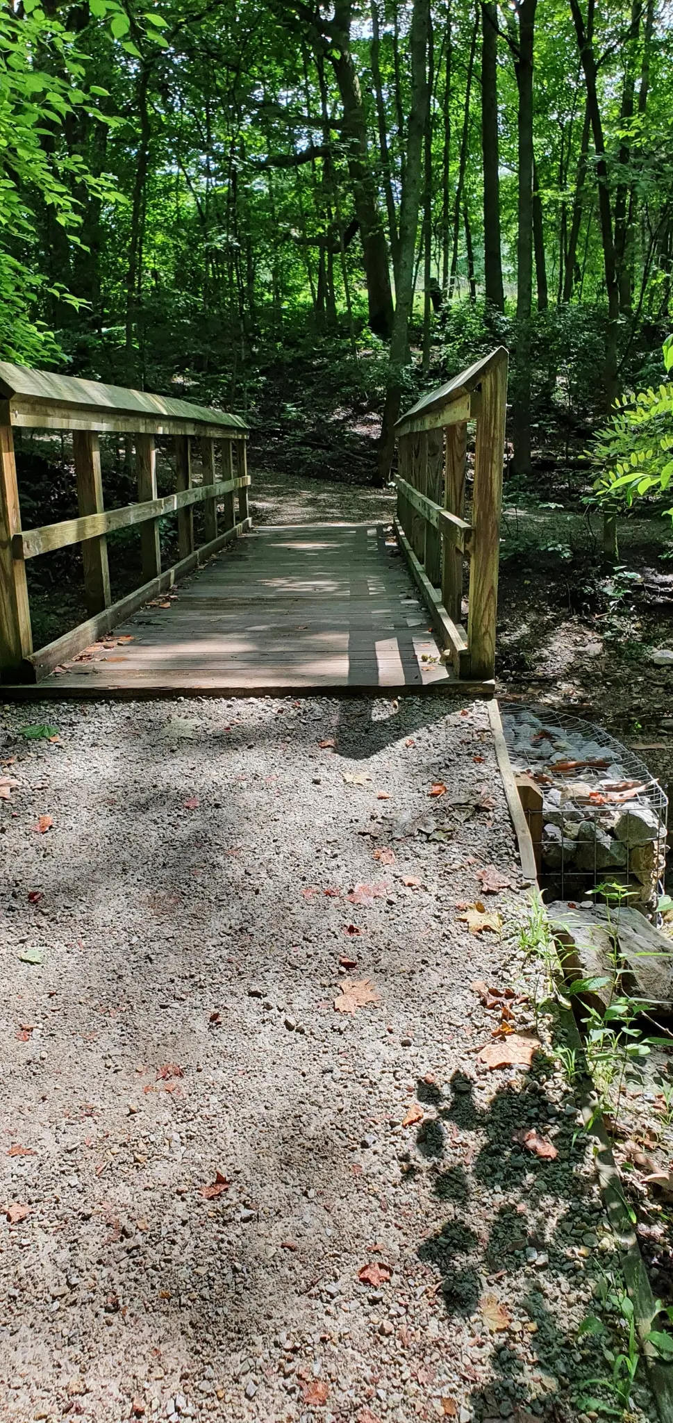 A wooden footbridge crosses a dirt path in a sunlit green forest.