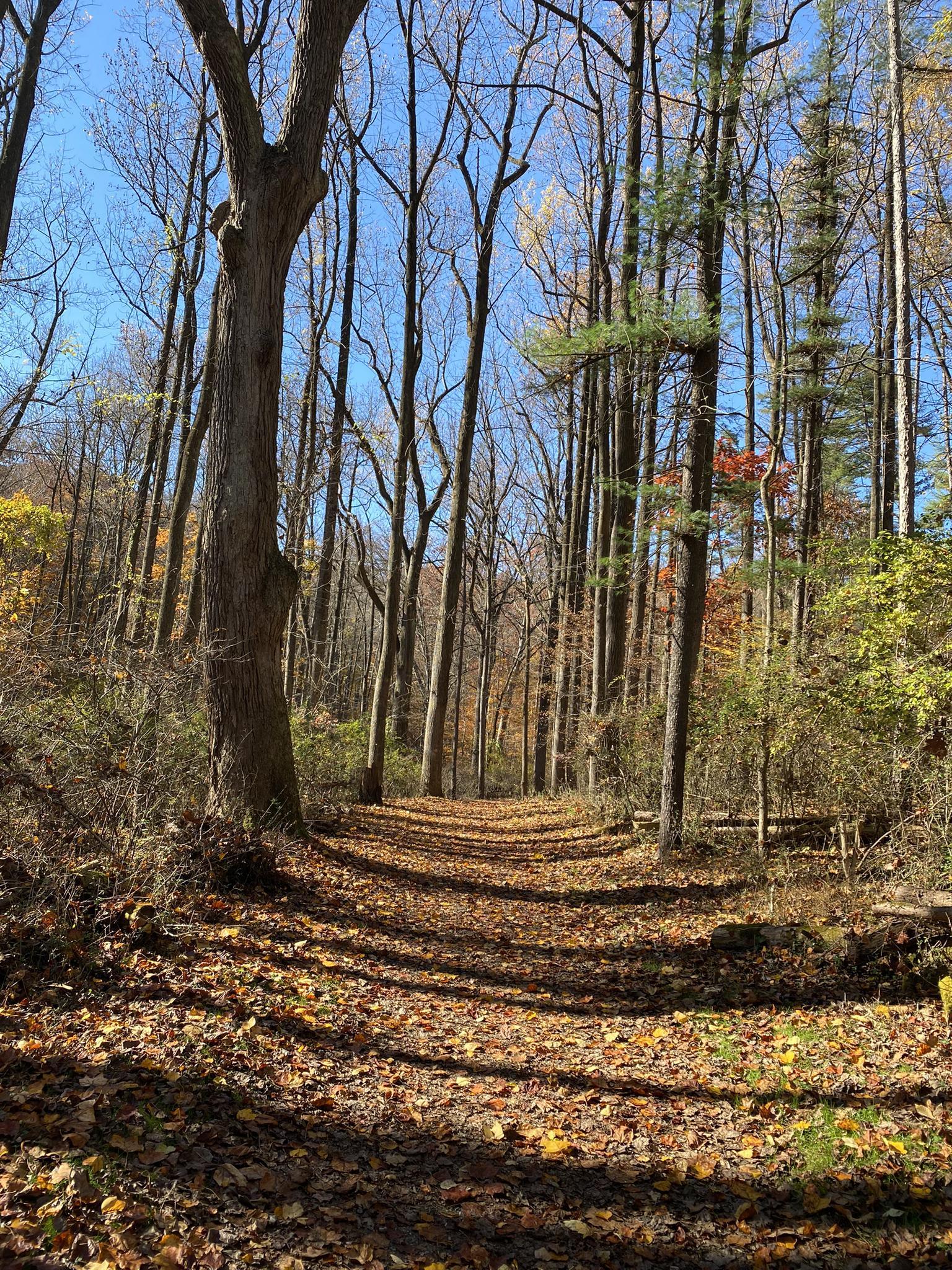 Sunny forest path covered in autumn leaves, tall trees, blue sky.