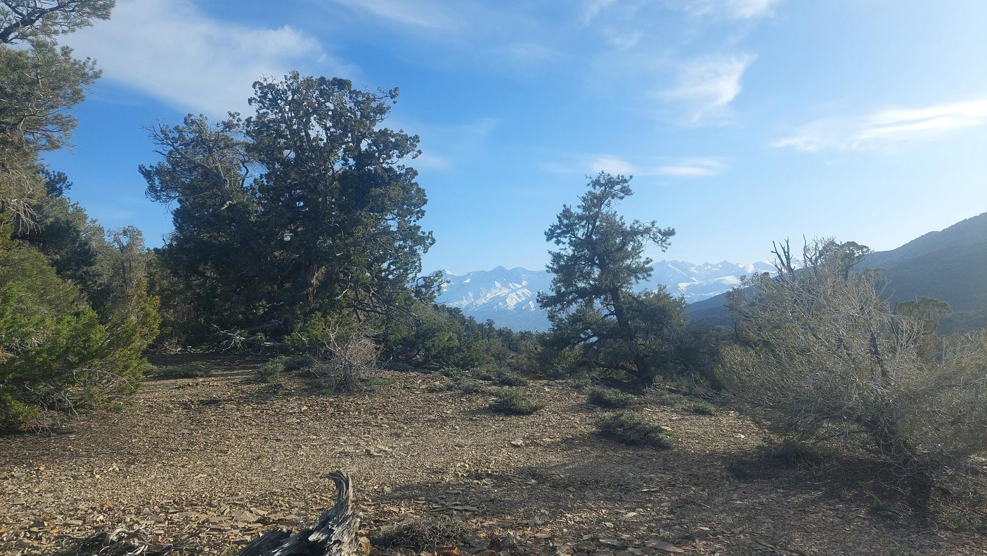 Sparse trees and rocky ground with distant snow-capped mountains under a blue sky.