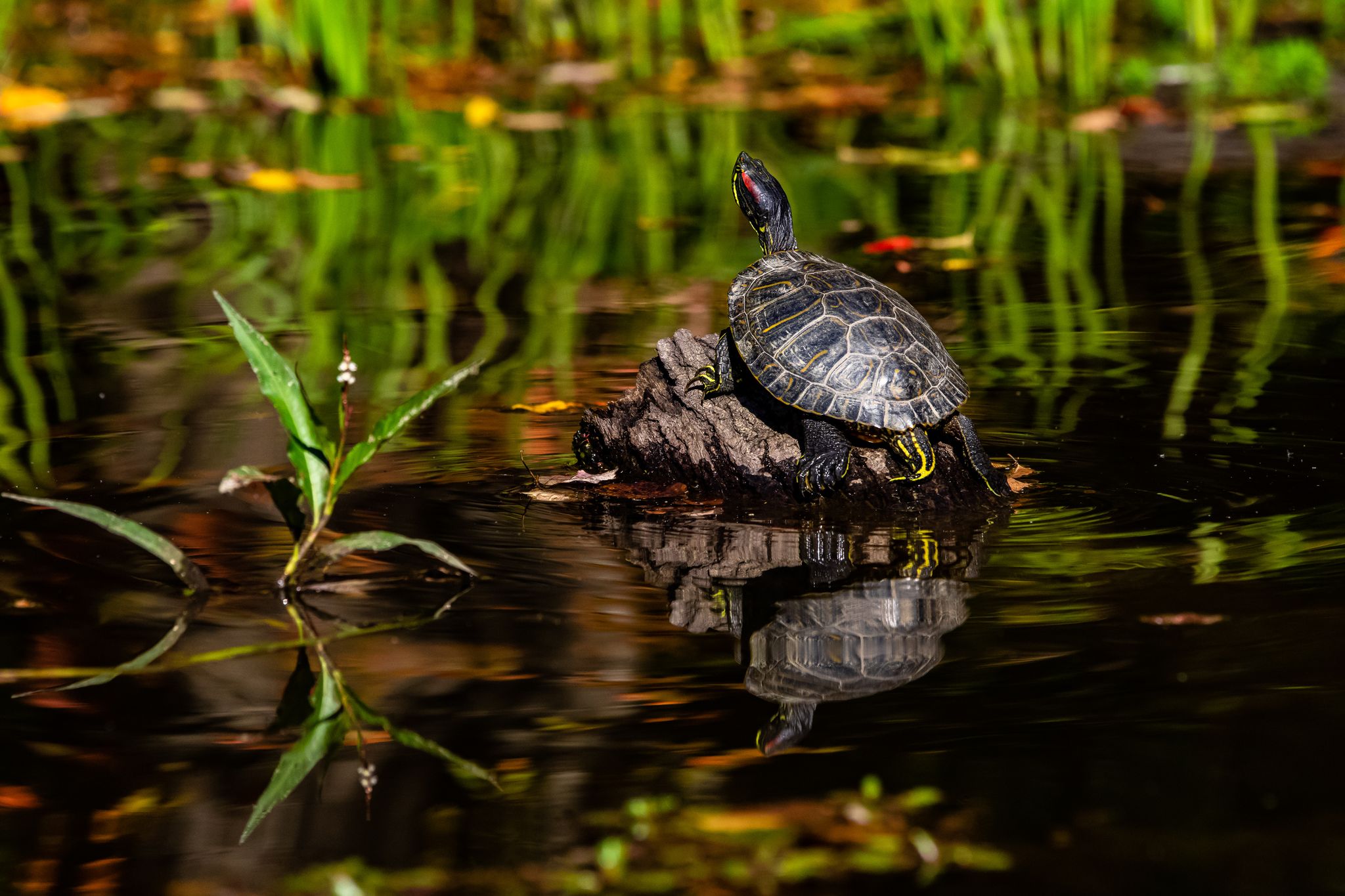 A turtle basks on a log in a calm, reflective pond. - Co-Op Trail Loop