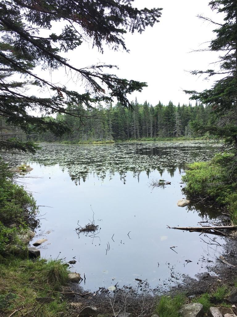 Serene lake with lily pads surrounded by dense evergreen forest.
